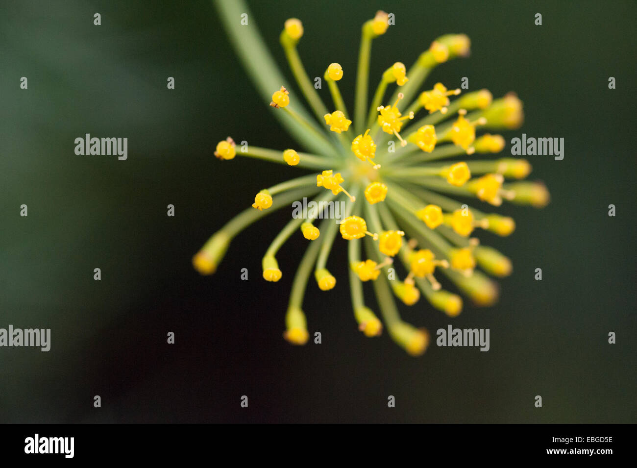 L'aneto (Anethum graveolens) cresce in Alaska Foto Stock