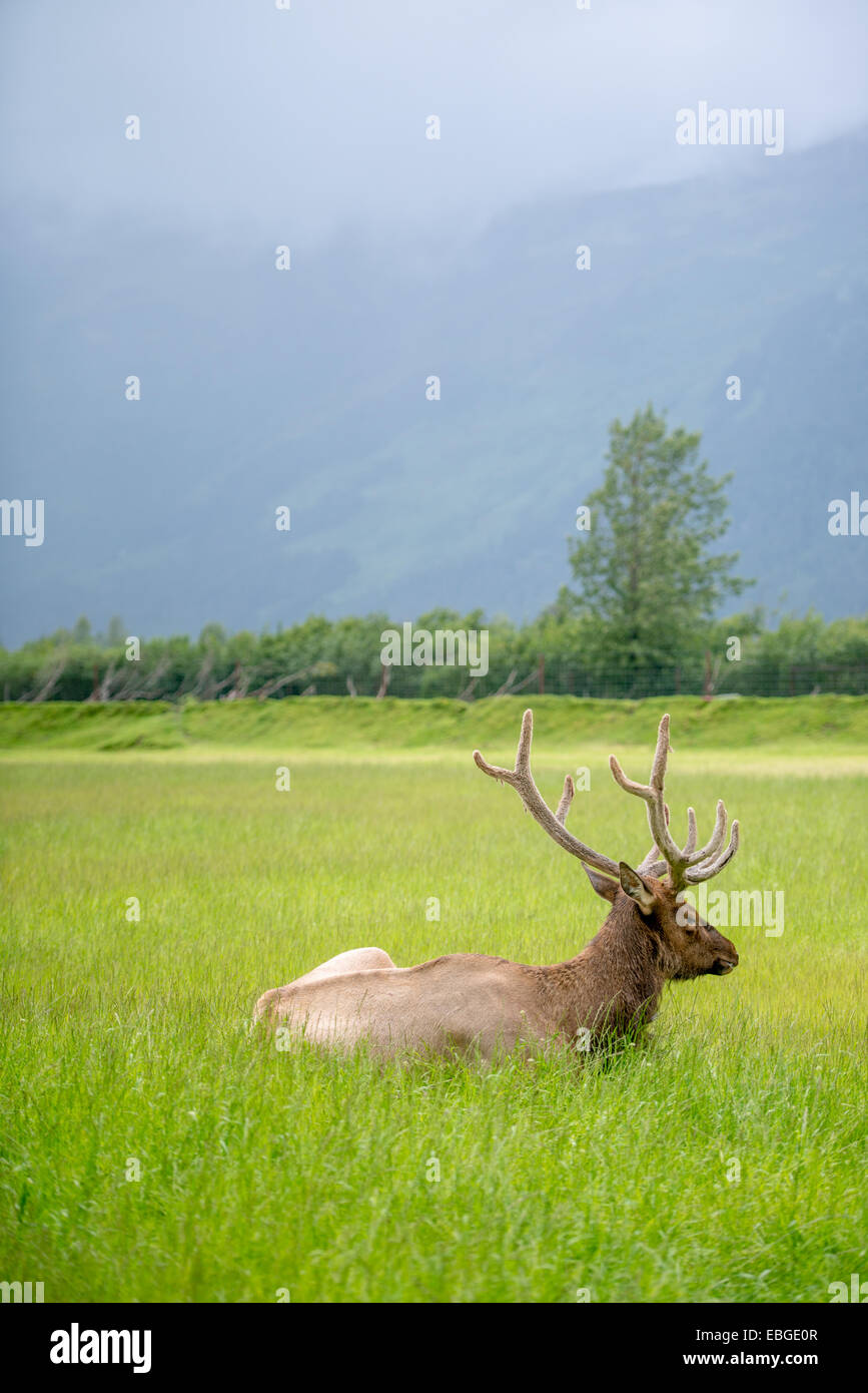 Elk (Cervus canadensis) pascolo campo verde in Alaska. Foto Stock