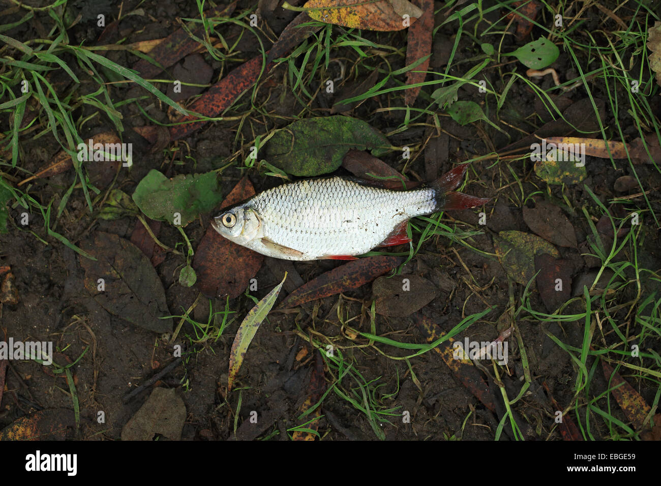 Roach (Rutilus rutilus) Foto Stock