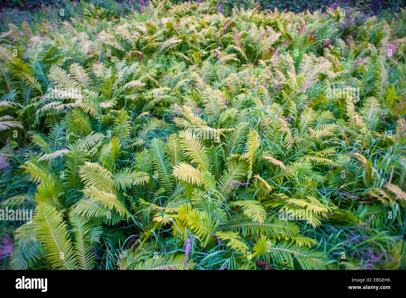 Felci (Pteridophyta) cresce in una foresta in Alaska Foto Stock