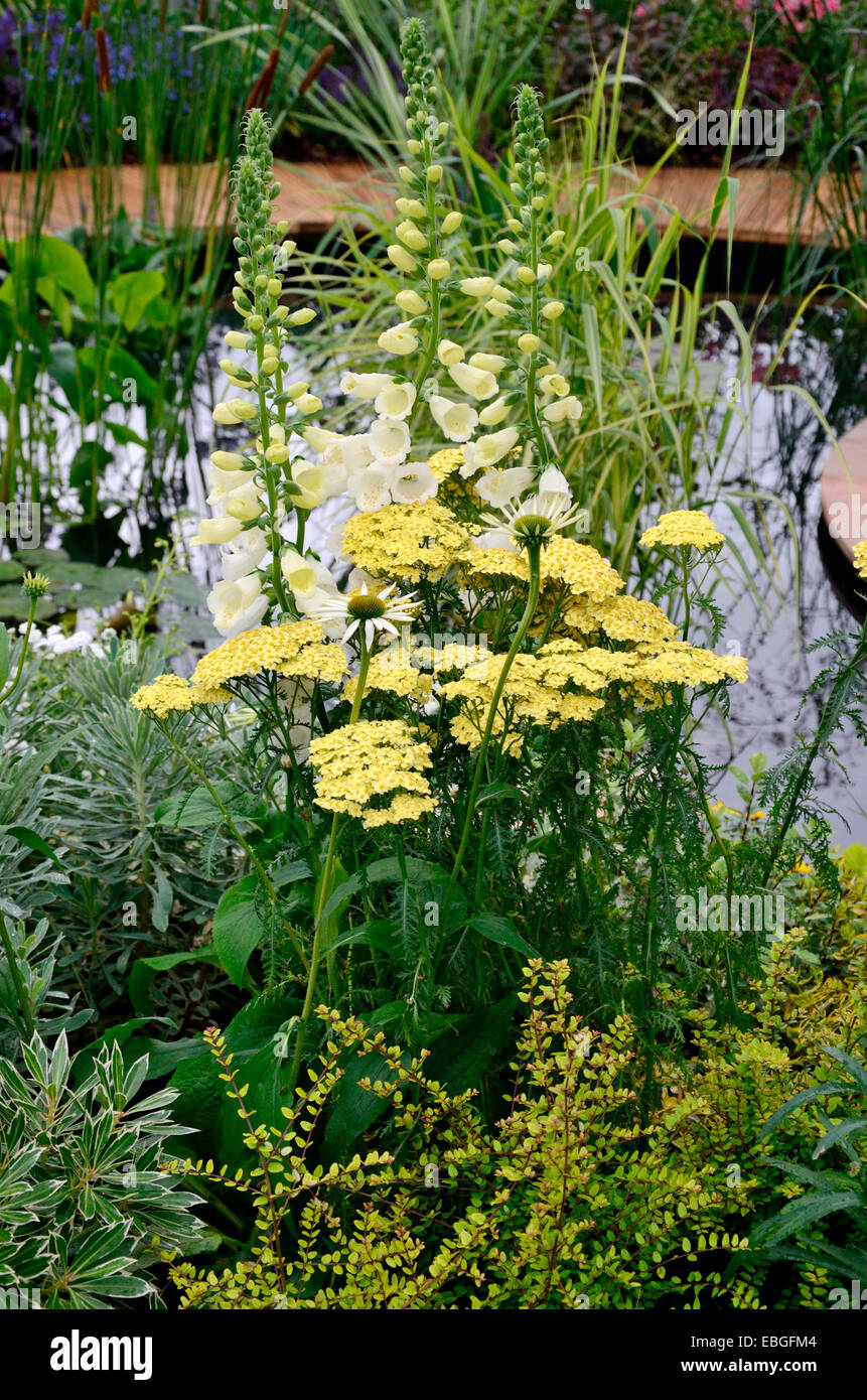 Una chiusura di un fiore fresco confine con Foxgloves e Achillea da un pool Foto Stock Una chiusura di un fiore fresco confine con Foxgloves e Achillea da un pool Foto Stock