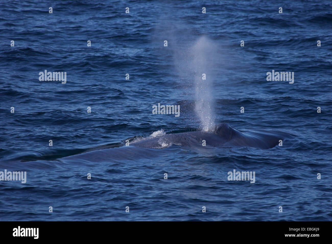 Humpback Whale (Megaptera novaeangliae), in corrispondenza della superficie dell'acqua, Messico, Baja California, Gorda banche Foto Stock