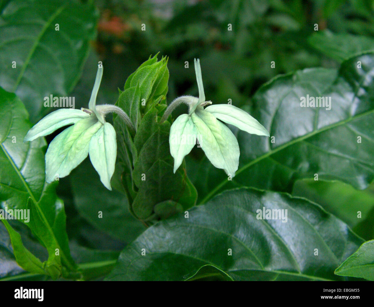 Verde Ice Crossandra, verde gamberetti, Crossandra Turchese (Ecbolium viride), fioritura Foto Stock