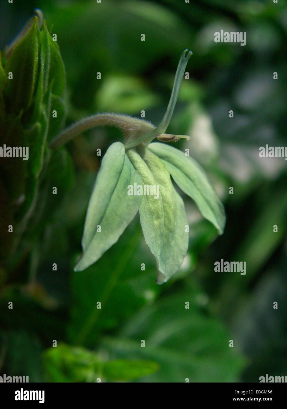 Verde Ice Crossandra, verde gamberetti, Crossandra Turchese (Ecbolium viride), fioritura Foto Stock