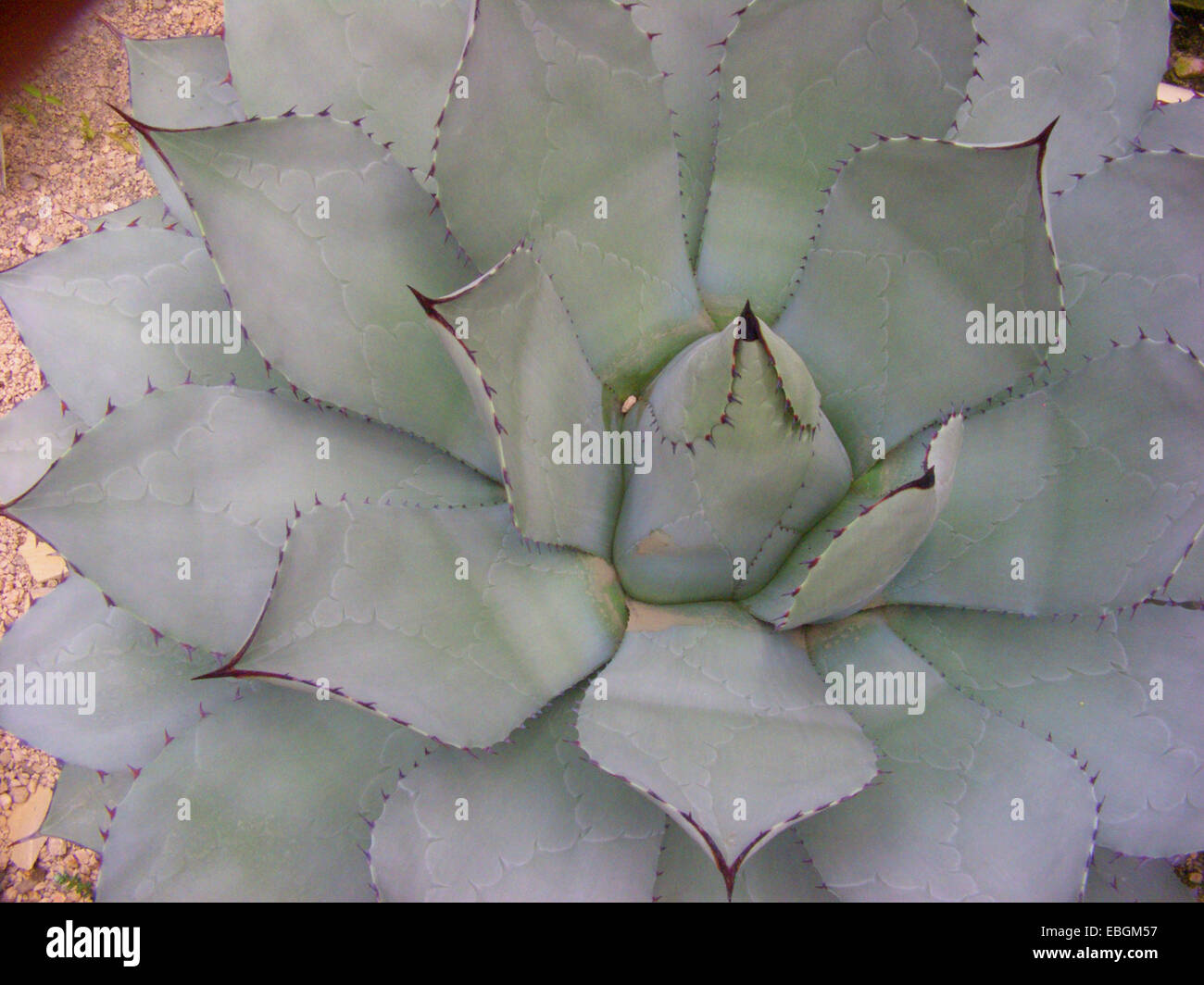 Parry di agave (Agave parryi), unico impianto Foto Stock