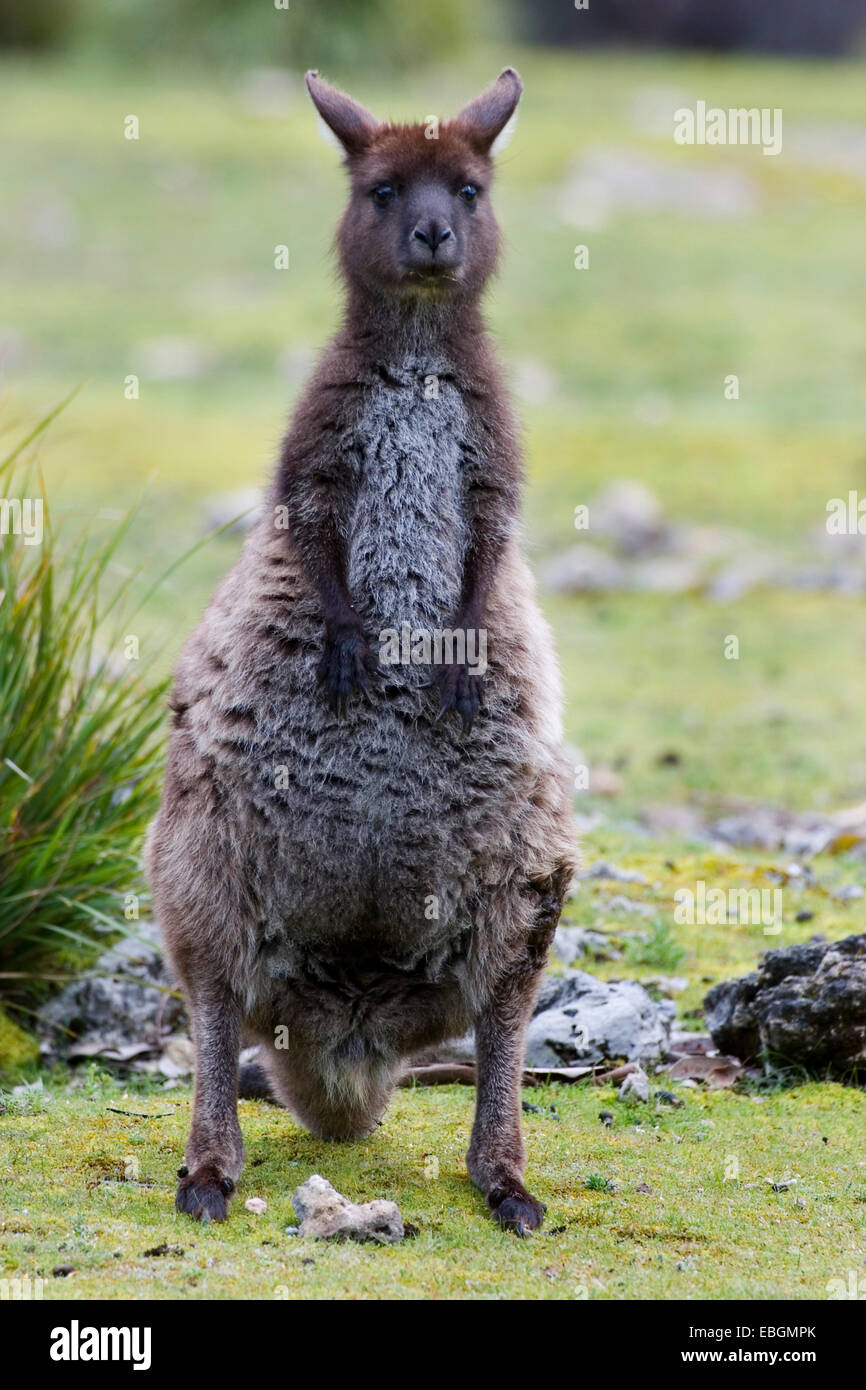 Kangaroo Island kangaroo, occidentale Canguro Grigio; nero-di fronte Kangaroo (Macropus fuliginosus fuliginosus), in posizione eretta, Australia, Suedaustralien Foto Stock