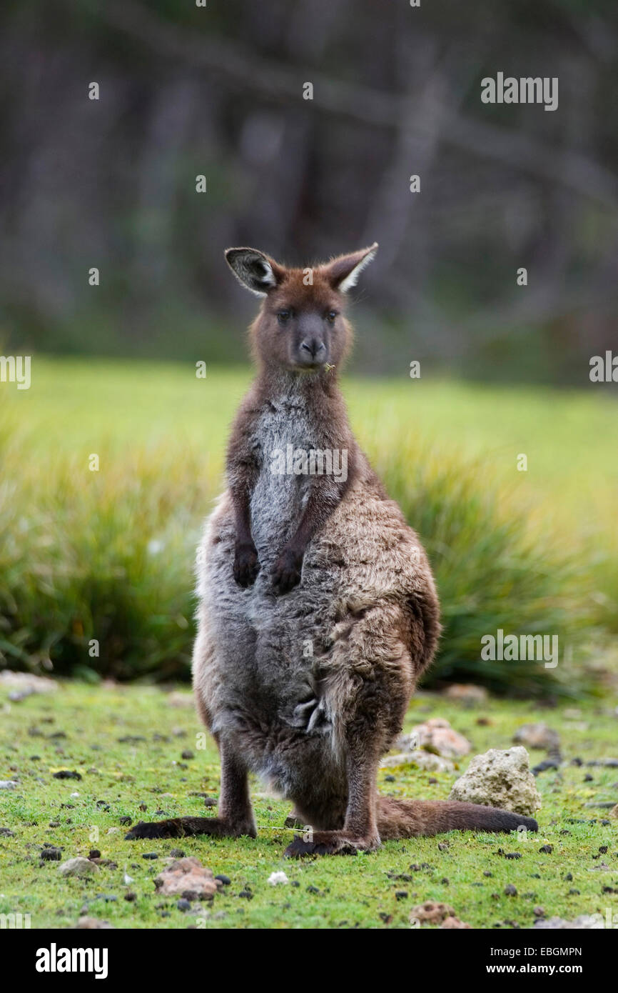 Kangaroo Island kangaroo, occidentale Canguro Grigio; nero-di fronte Kangaroo (Macropus fuliginosus fuliginosus), in posizione eretta, Australia, Suedaustralien Foto Stock