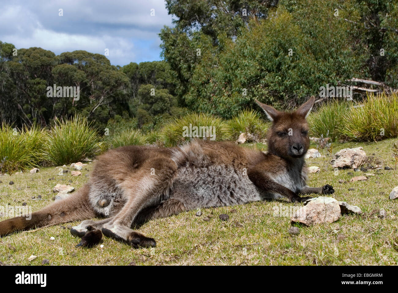 Kangaroo Island kangaroo, occidentale Canguro Grigio; nero-di fronte Kangaroo (Macropus fuliginosus fuliginosus), sdraiato, Australia, Suedaustralien Foto Stock