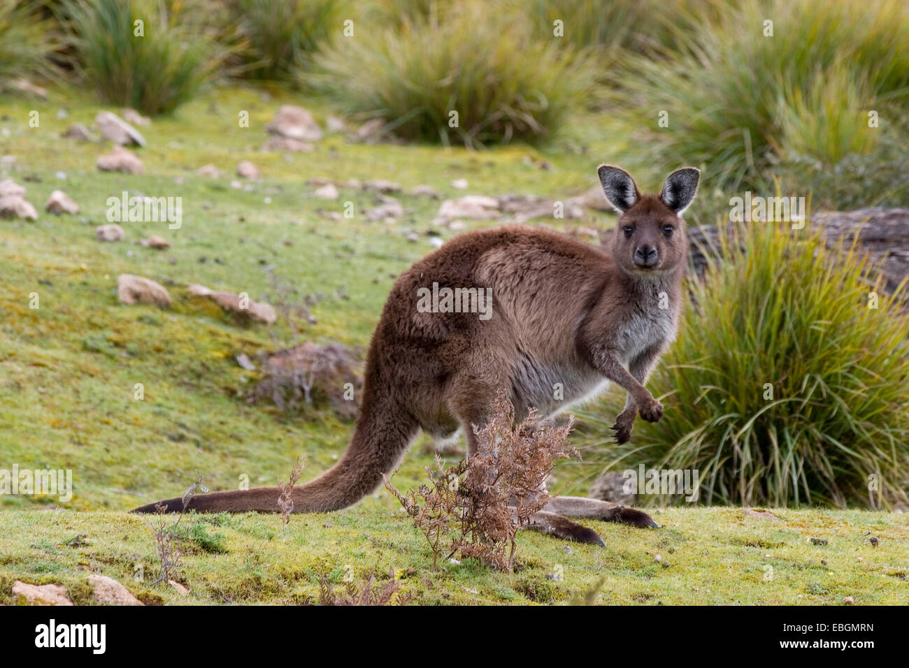 Kangaroo Island kangaroo, occidentale Canguro Grigio; nero-di fronte Kangaroo (Macropus fuliginosus fuliginosus), in habitat, Australia, Suedaustralien Foto Stock