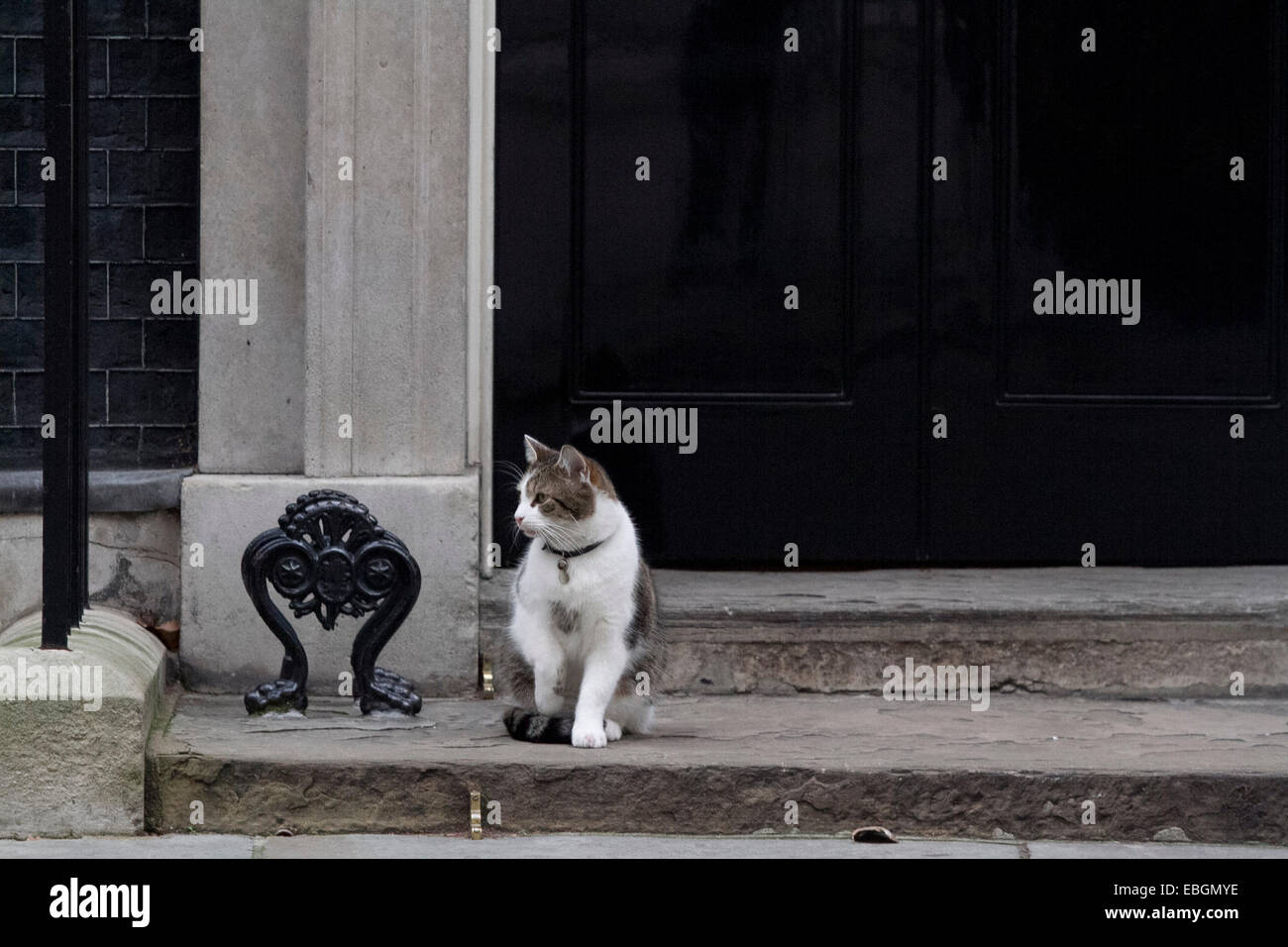 Westminster London,UK. Il 1 dicembre 2014. Larry il gatto si trova al di fuori della porta di 10 Downing street in un freddo giorno di credito: amer ghazzal/Alamy Live News Foto Stock