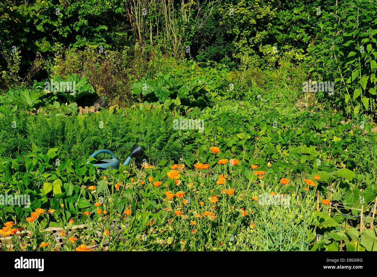 Orto : Letti di fagiolini, carote, rabarbaro con, hedge nel retro di massa (Suzanne ' giardino). Foto Stock