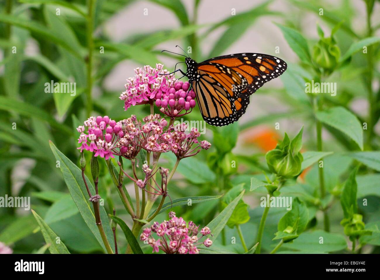 Farfalla monarca sul rosso o palude milkweed. Foto Stock