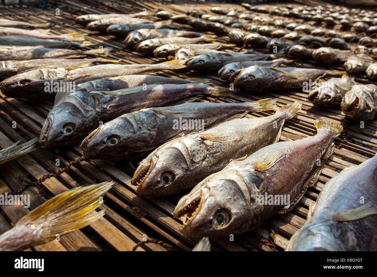 Pesci secchi in Tai O, l'Isola di Lantau, Hong Kong Foto Stock