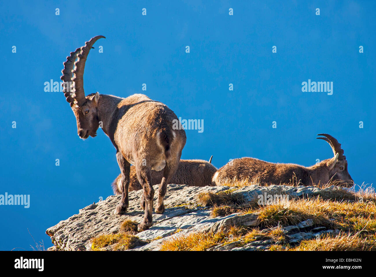 Stambecco delle Alpi (Capra ibex, Capra ibex ibex), gruppo in autunno, Svizzera, Toggenburgo, Chaeserrugg Foto Stock