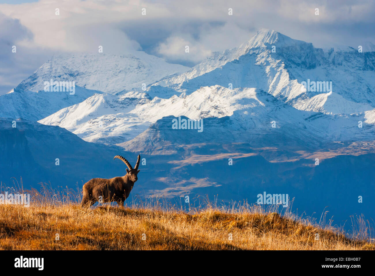 Stambecco delle Alpi (Capra ibex, Capra ibex ibex), con la montagna innevata paesaggio sullo sfondo, Svizzera, Toggenburgo, Chaeserrugg Foto Stock
