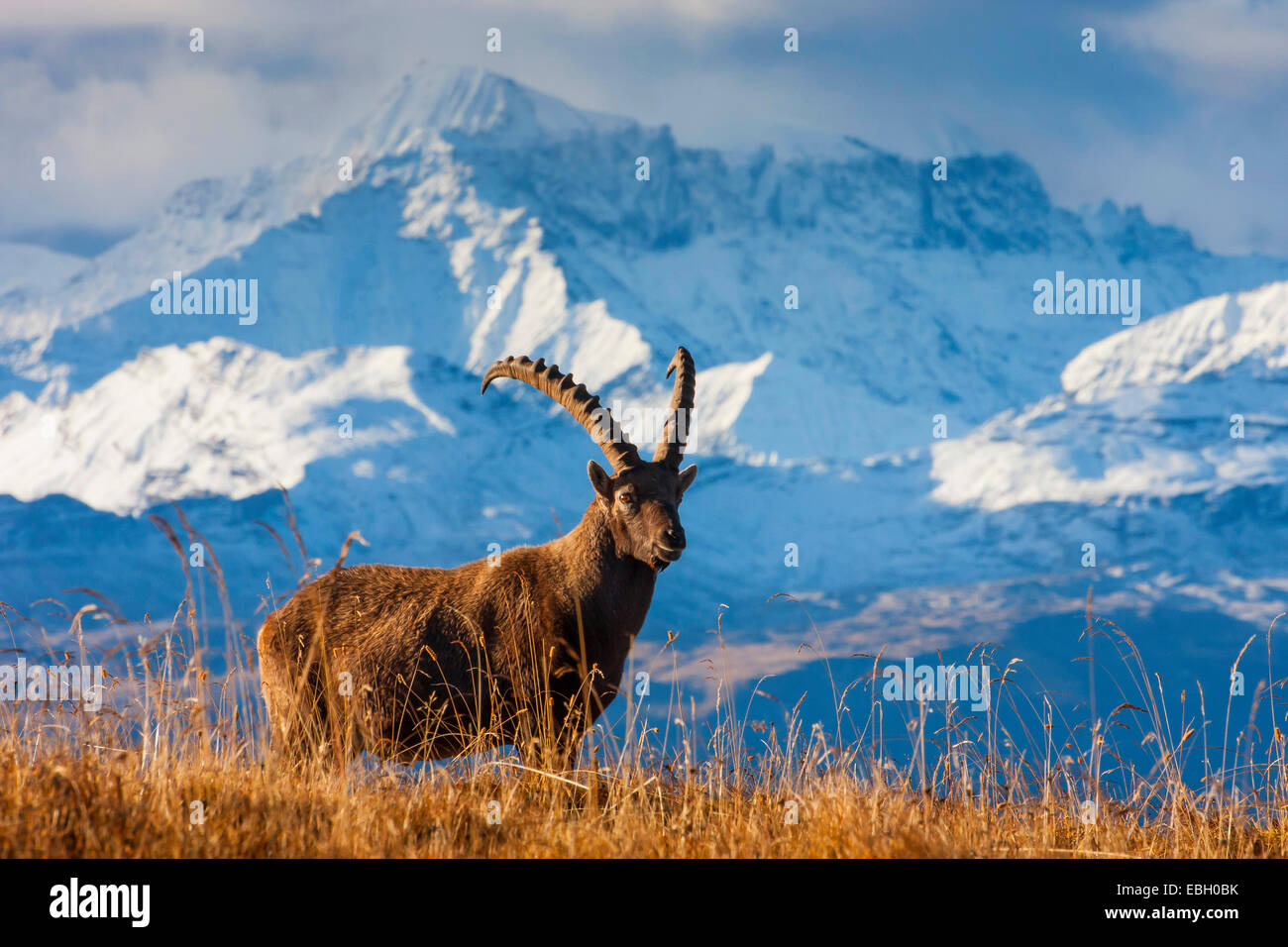 Stambecco delle Alpi (Capra ibex, Capra ibex ibex), con la montagna innevata paesaggio sullo sfondo, Svizzera, Toggenburgo, Chaeserrugg Foto Stock
