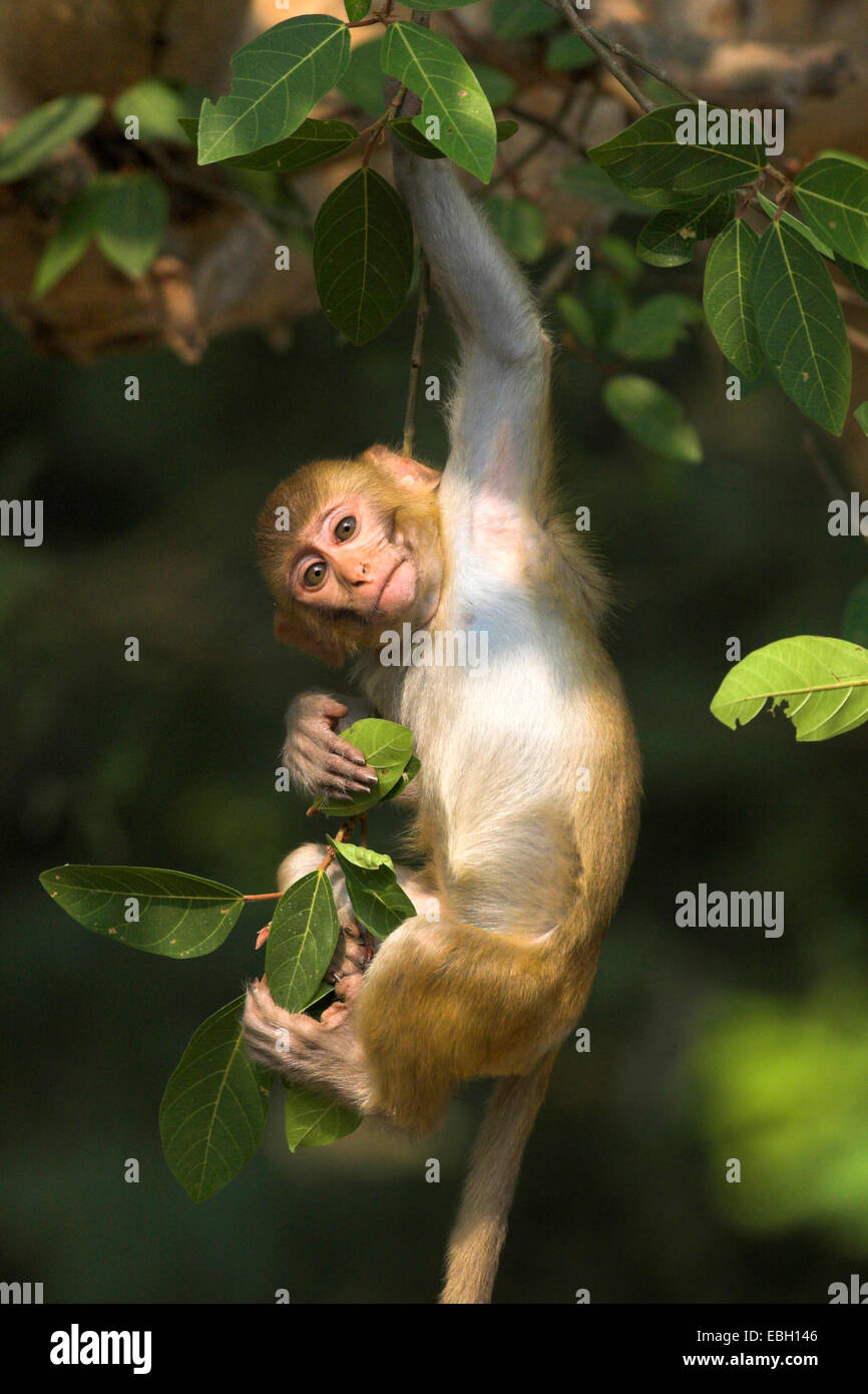 Scimmia rhesus, macacque Rhesus (macaca mulatta), ritratto, PUP, arrampicata, India, Keoladeo Ghana Nationalpark Foto Stock
