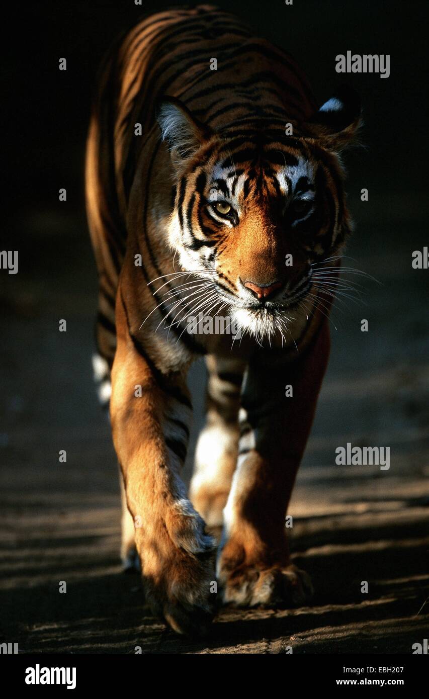 Tiger (Panthera tigris bengalensis), femmina, andando fino al fotografo, migliore immagine 'tigri Best Award', Rosenheim 2002. Foto Stock