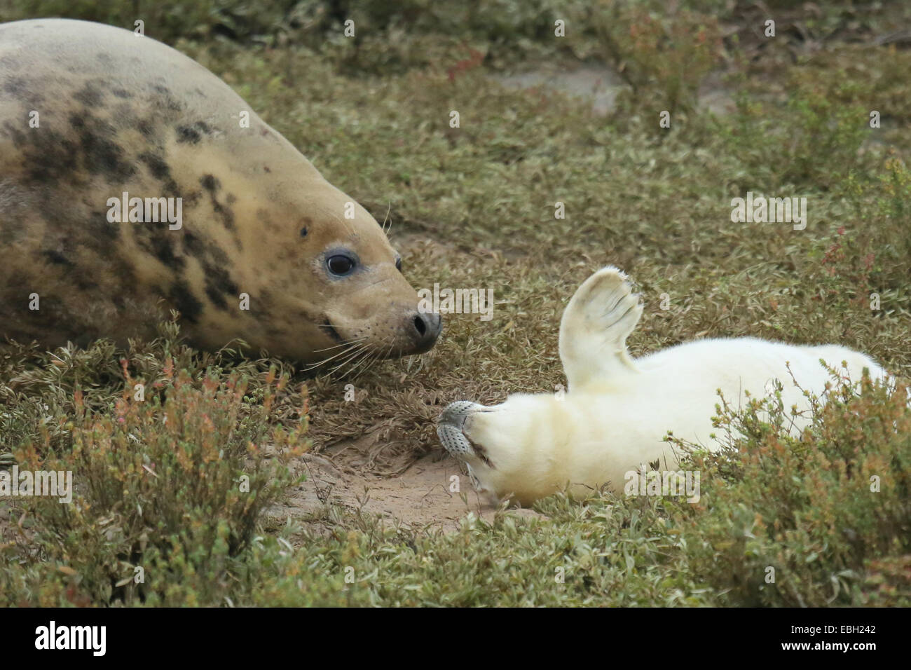 Femmina guarnizione grigia con il suo week-vecchio cucciolo nelle dune di sabbia sul punto Blakeney, Norfolk Foto Stock