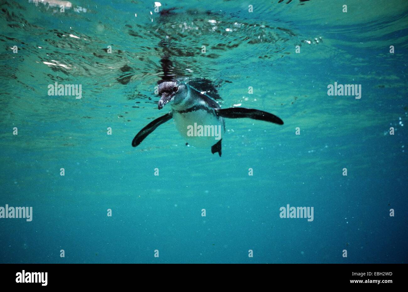 Le Galapagos penguin (Sphenisus mendiculus), sotto l'acqua. Foto Stock