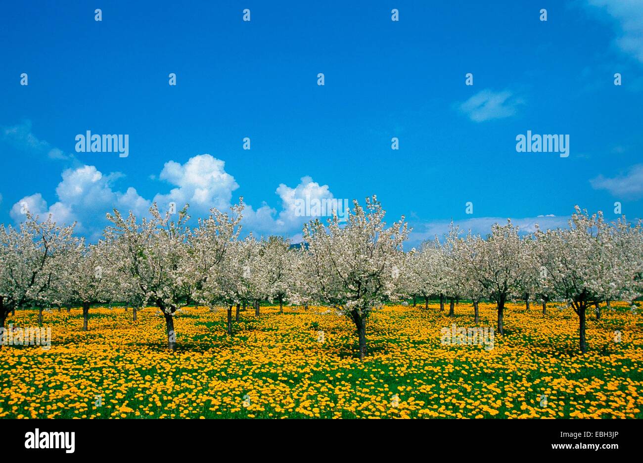 Albero da frutta prato, blooming BLWS010651.jpg. Foto Stock