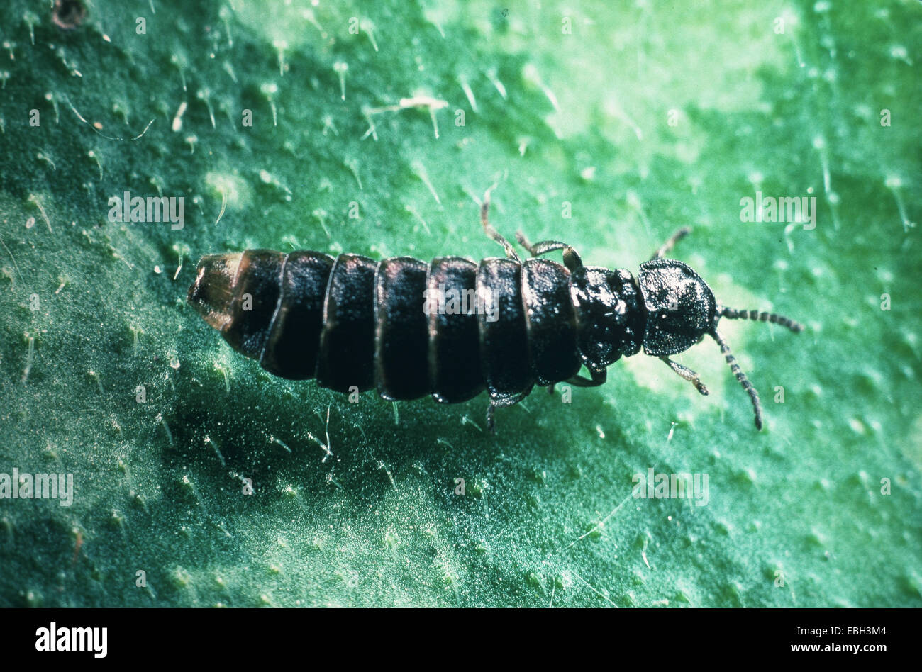 Il fulmine beetle (Phosphaenus atrata). Foto Stock