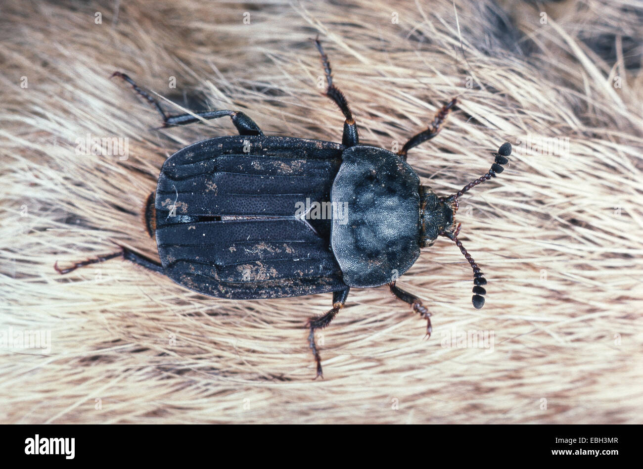 Seppellimento di beetle (Thanatophilus sinuatus). Foto Stock