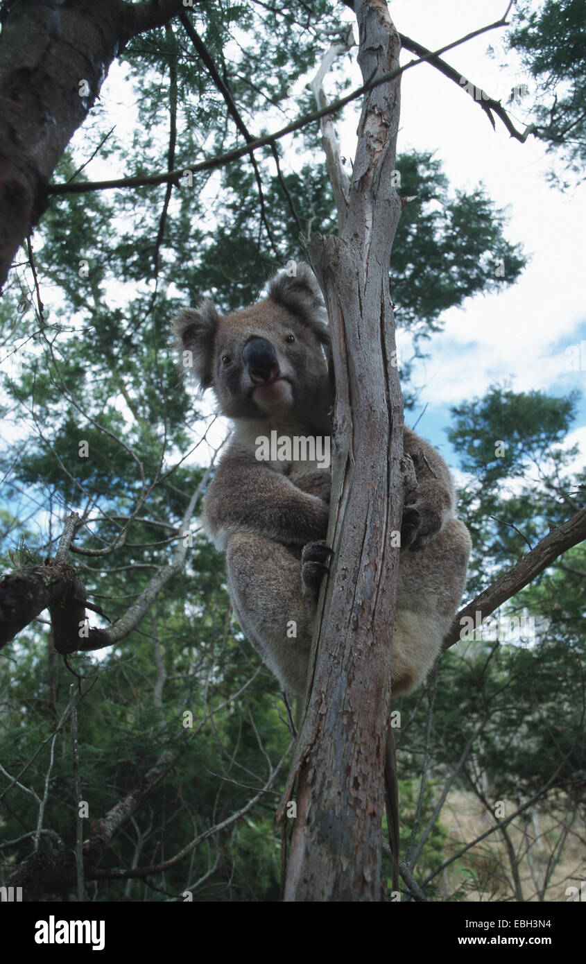 Il koala, koala bear (Phascolarctos cinereus). Foto Stock