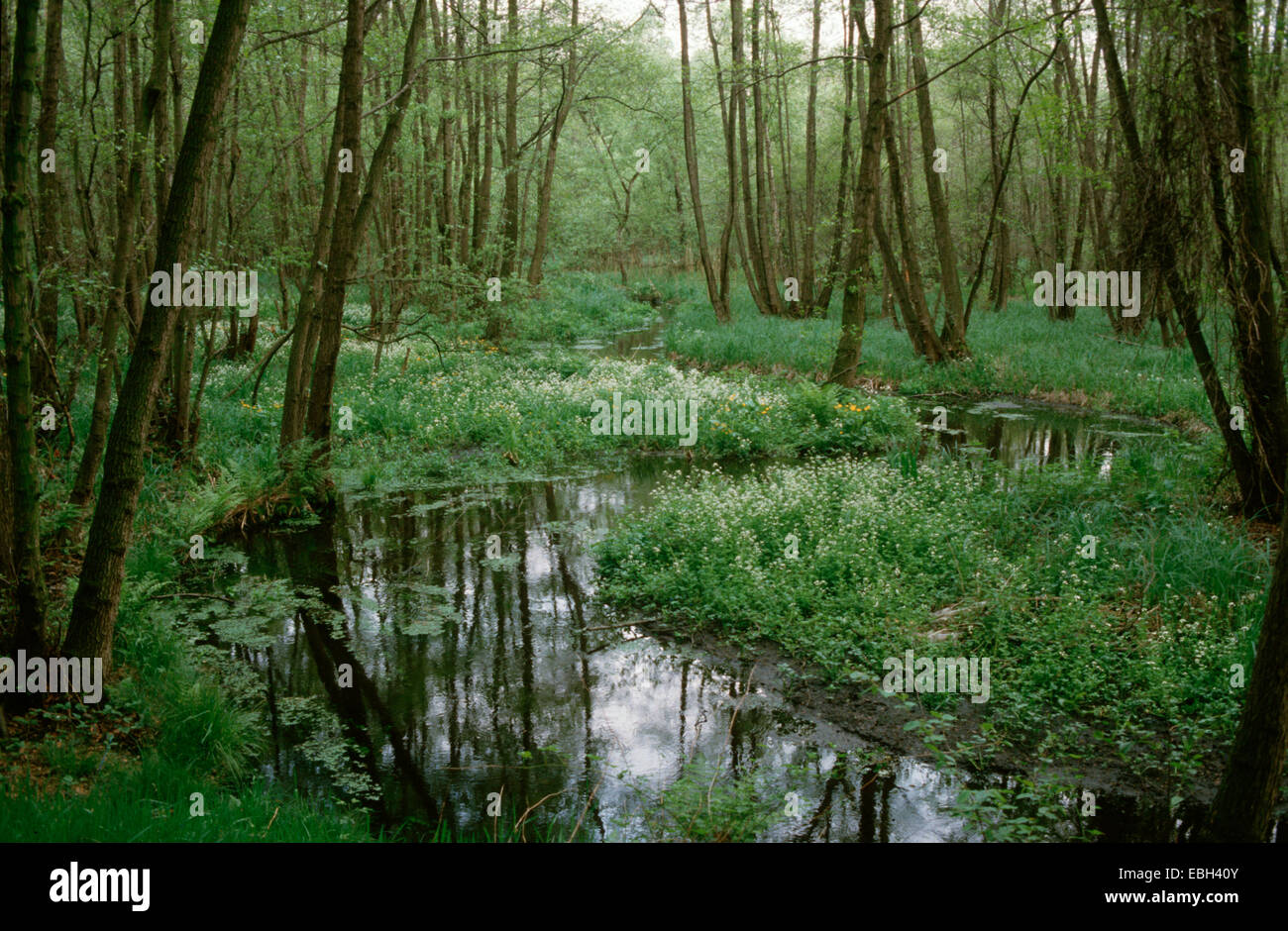 Ontani neri, ontano nero, europeo (ontano Alnus glutinosa), ontano nero legno lungo fiume Schwalm, in Germania, in Renania settentrionale-Vestfalia Foto Stock