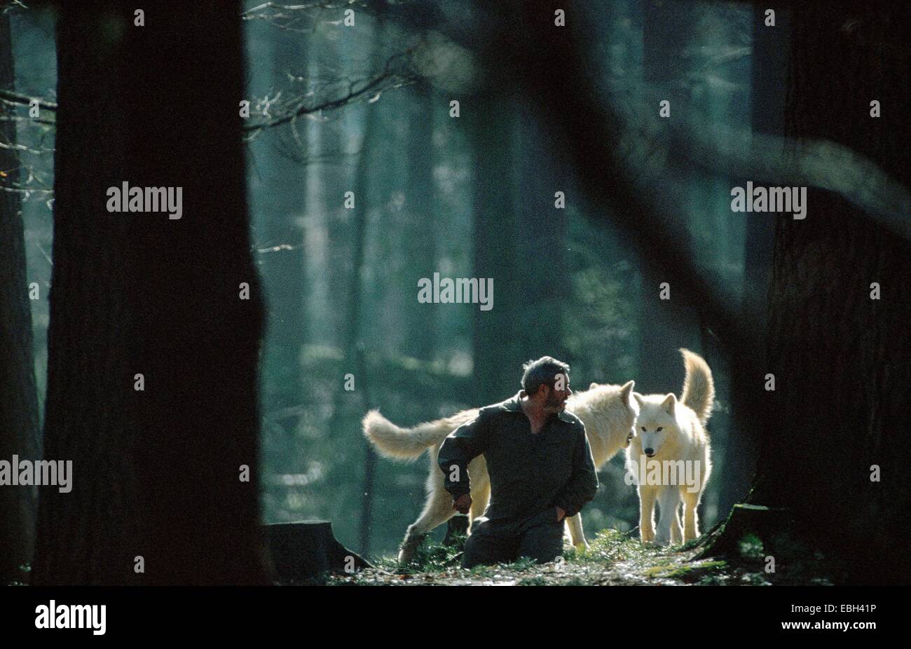 Arctic Wolf; tundra lupo (Canis lupus albus); Werner Freund seduto tra i lupi; in luce posteriore; Germania; SAAR; Merzig. Foto Stock