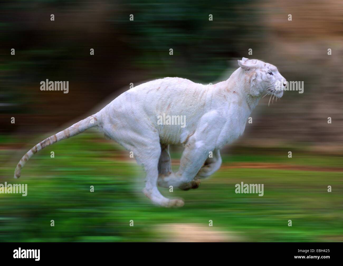 Tigre del Bengala (Panthera tigris tigris), la Tigre Bianca, albino, in esecuzione. Foto Stock