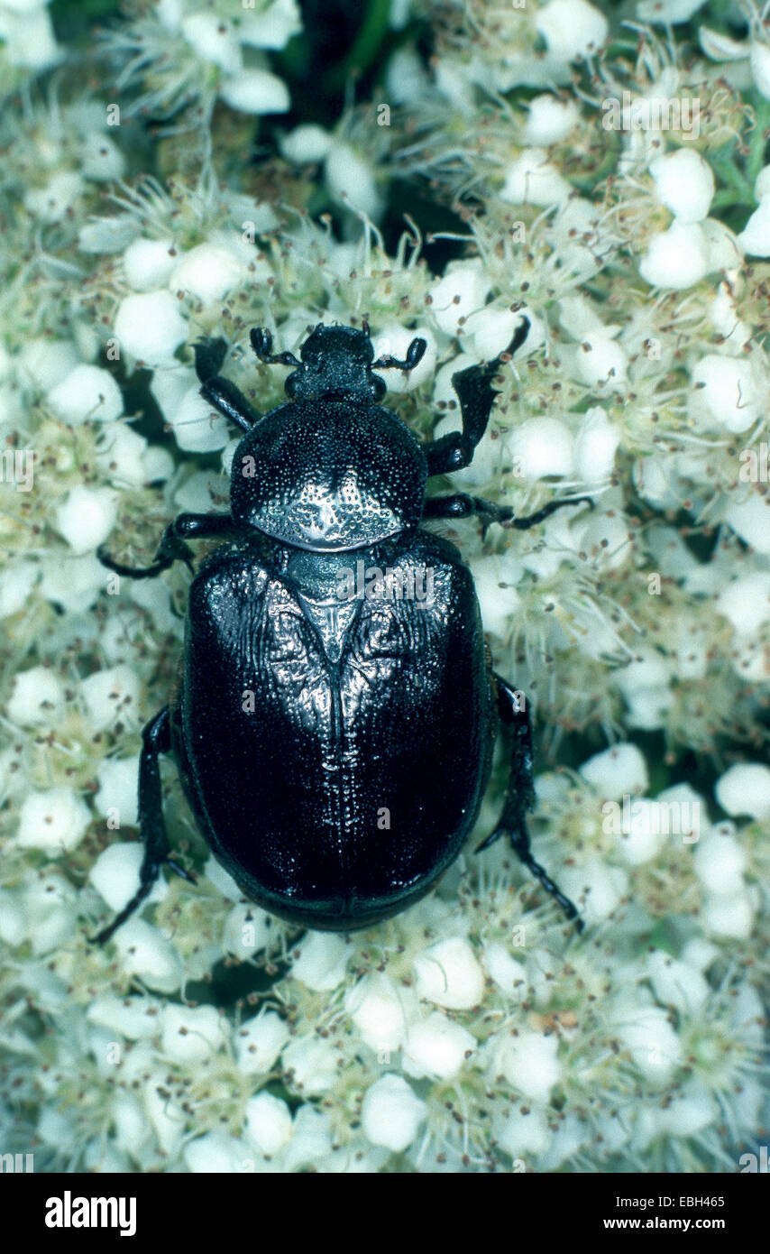 Eremita beetle (Osmoderma eremita). Foto Stock