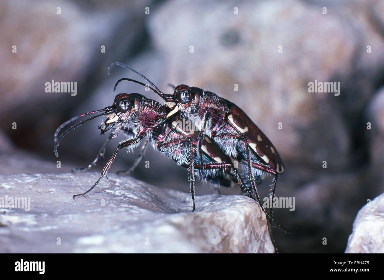 Tiger beetle (Cicindela flexuosa). Foto Stock