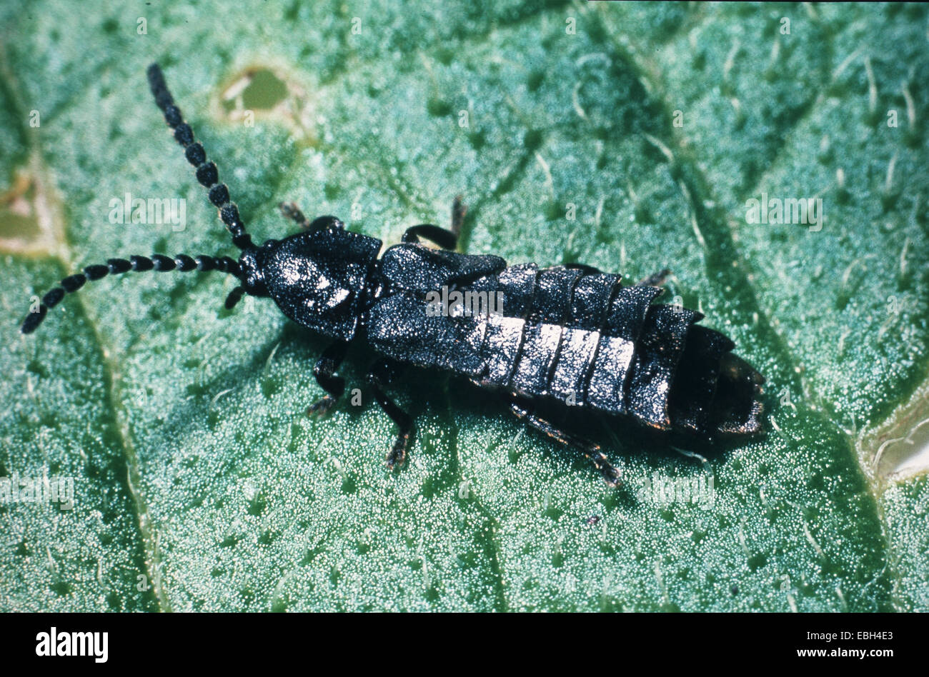 Il fulmine beetle (Phosphaenus atrata), lato superiore. Foto Stock