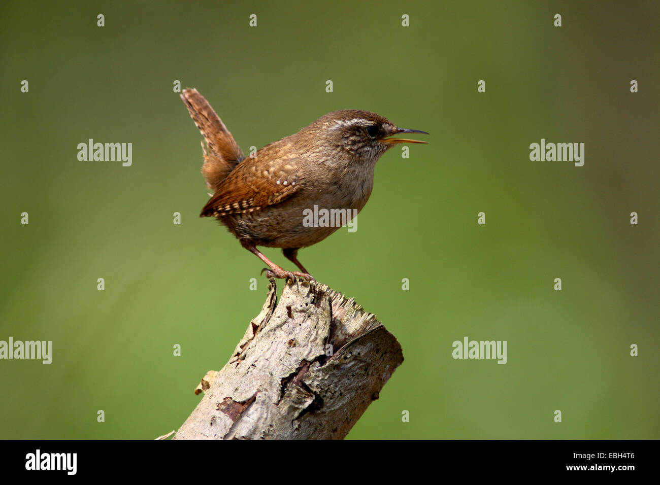 wren eurasiatica, wren settentrionale (Troglodytes troglodytes), canto, Germania, Baden-Wuerttemberg Foto Stock