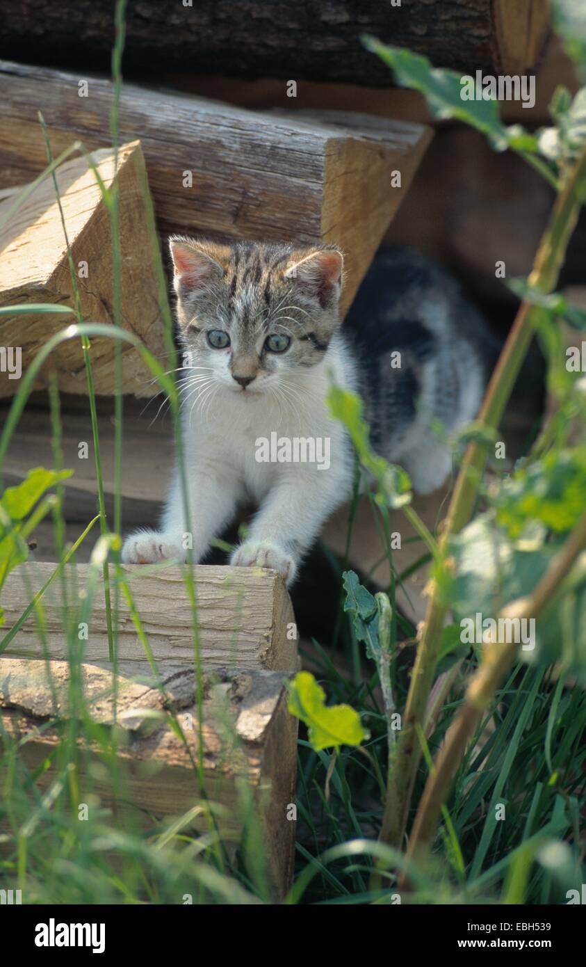 Il gatto domestico (Felis silvestris f. catus), gattino nel giardino. Foto Stock