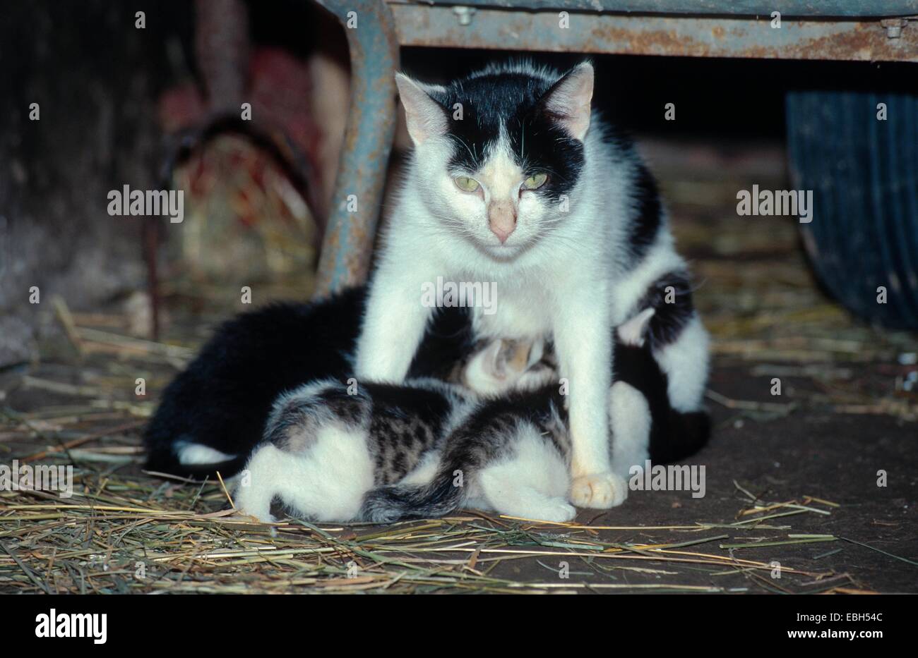 Il gatto domestico (Felis silvestris f. catus), gatto gattini infermieristica. Foto Stock