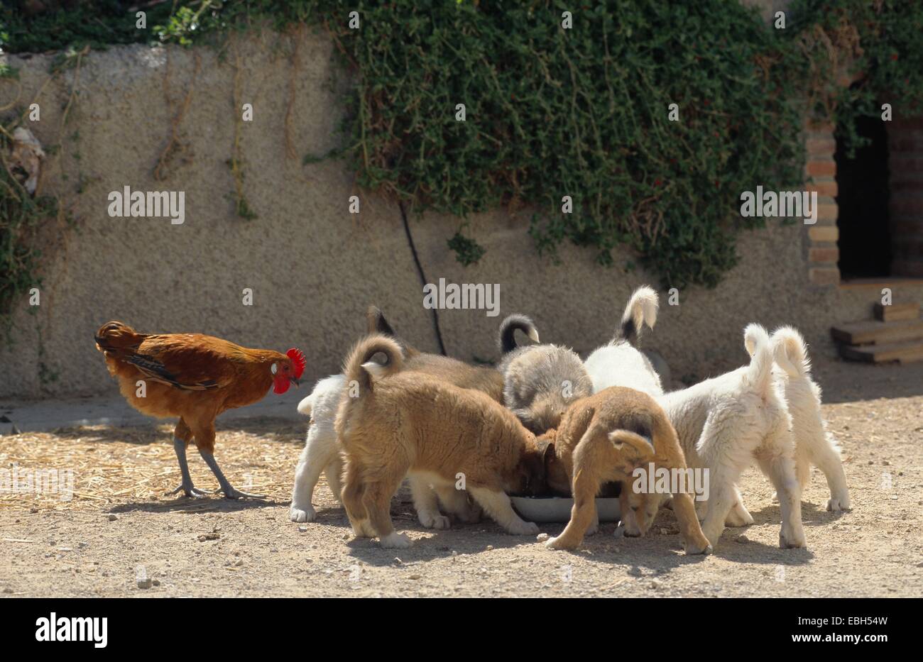 Cane DOMESTICO (Gallus gallus f. domestica, Canis lupus f. familiaris), cuccioli attorno al piatto feeeding con gallina. Foto Stock