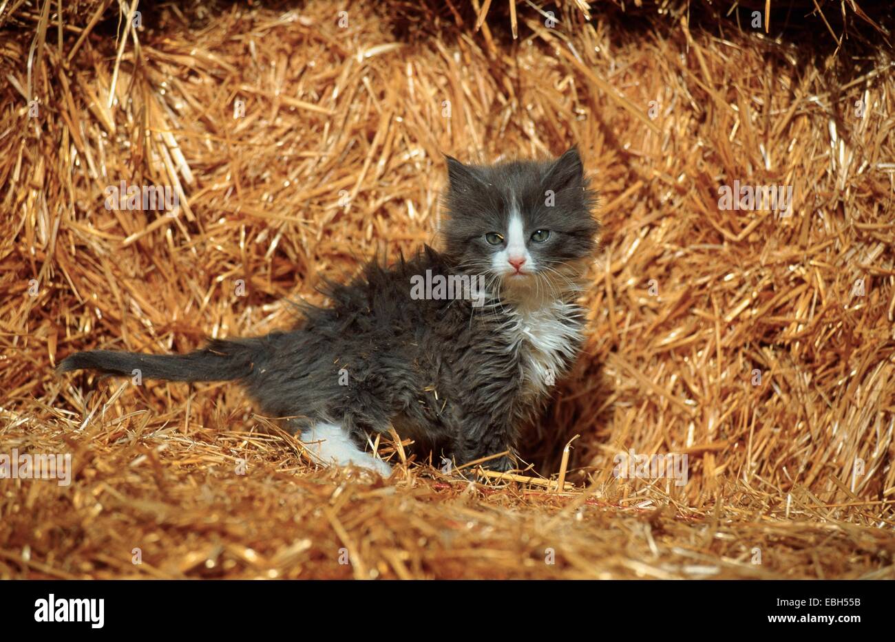Il gatto domestico (Felis silvestris f. catus), gattino in paglia. Foto Stock