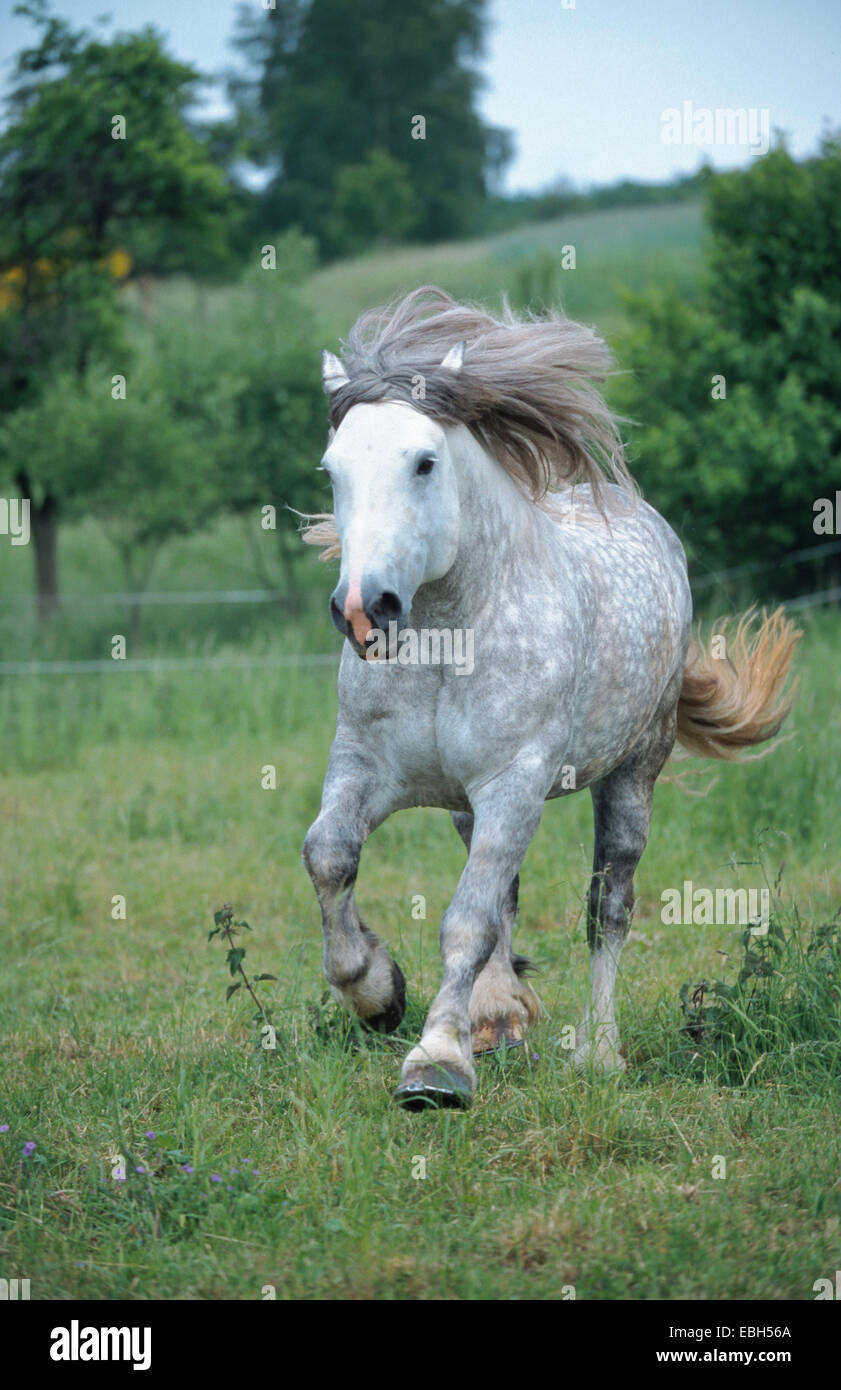 Coldblood ceca (Equus przewalskii f. caballus), al galoppo sui maedow Foto Stock