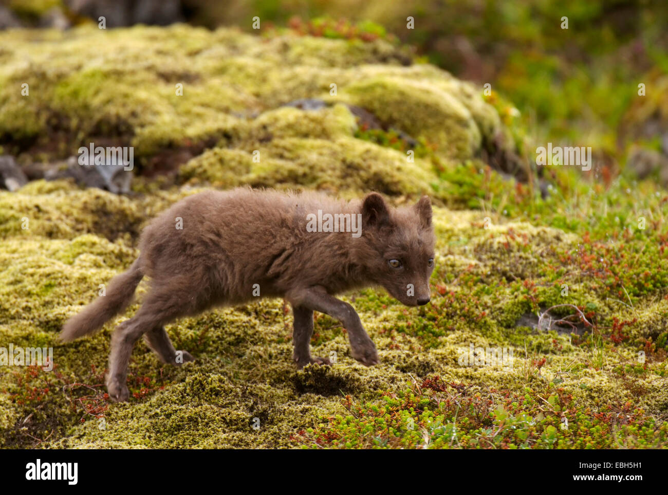 Arctic Fox (Alopex lagopus), Fox cub, Islanda, Snaefellsnes, Londrangar Foto Stock