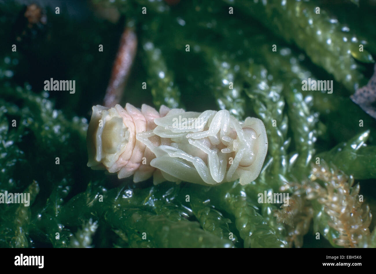 Piccolo coleottero fulmini (Lamprohiza splendidula), larva. Foto Stock