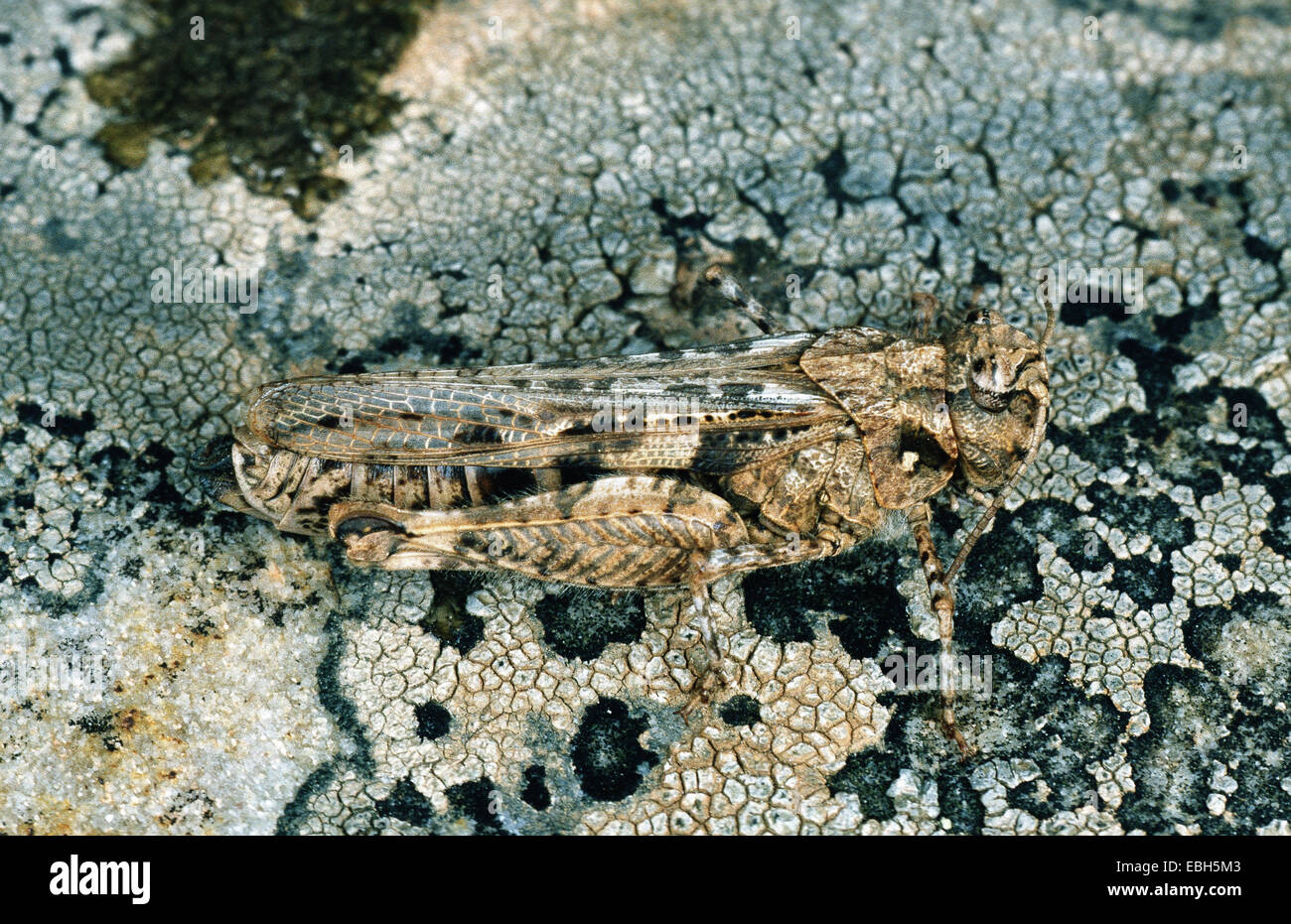 Grasshopper (Acrotylus insubricus). Foto Stock