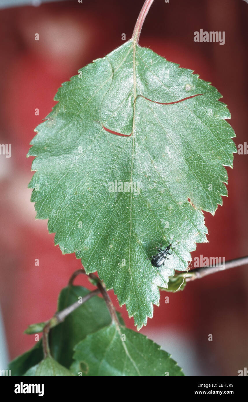 Betulla curculione leafroller (Deporaus betulae), primi tagli in una foglia. Foto Stock