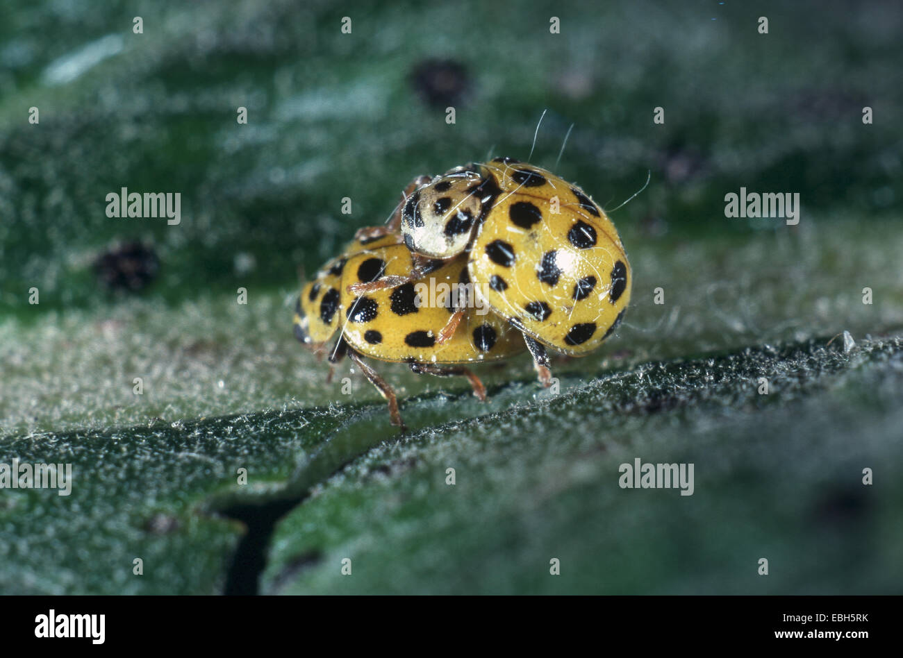 Twentytwo-spot ladybird beetle (Thea vigintiduopunctata). Foto Stock