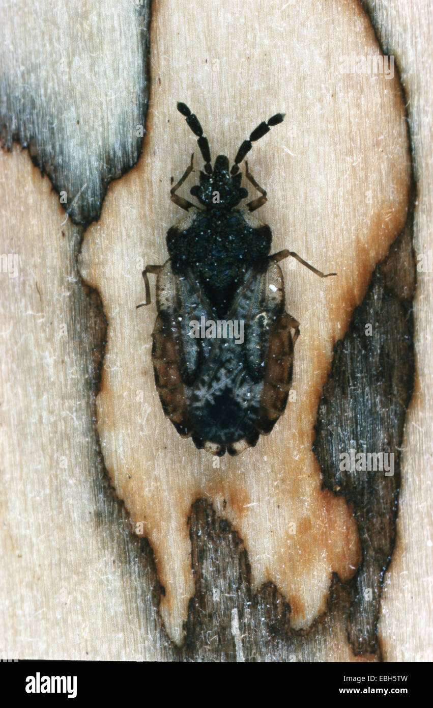 Bug (Aradus corticalis). Foto Stock