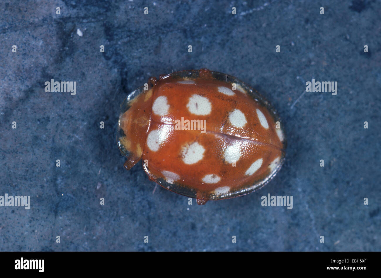 Ladybird (Calvia quatuordecimguttata). Foto Stock