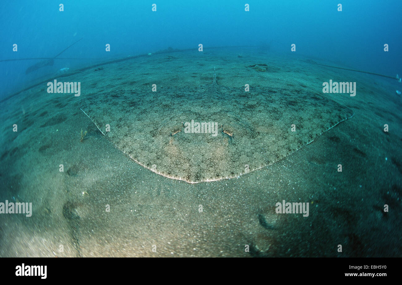 Spinosa butterfly ray (Gymnura altavela). Foto Stock