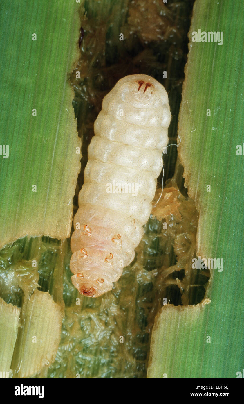 Coleotteri reed (Donacia spec.), larva. Foto Stock