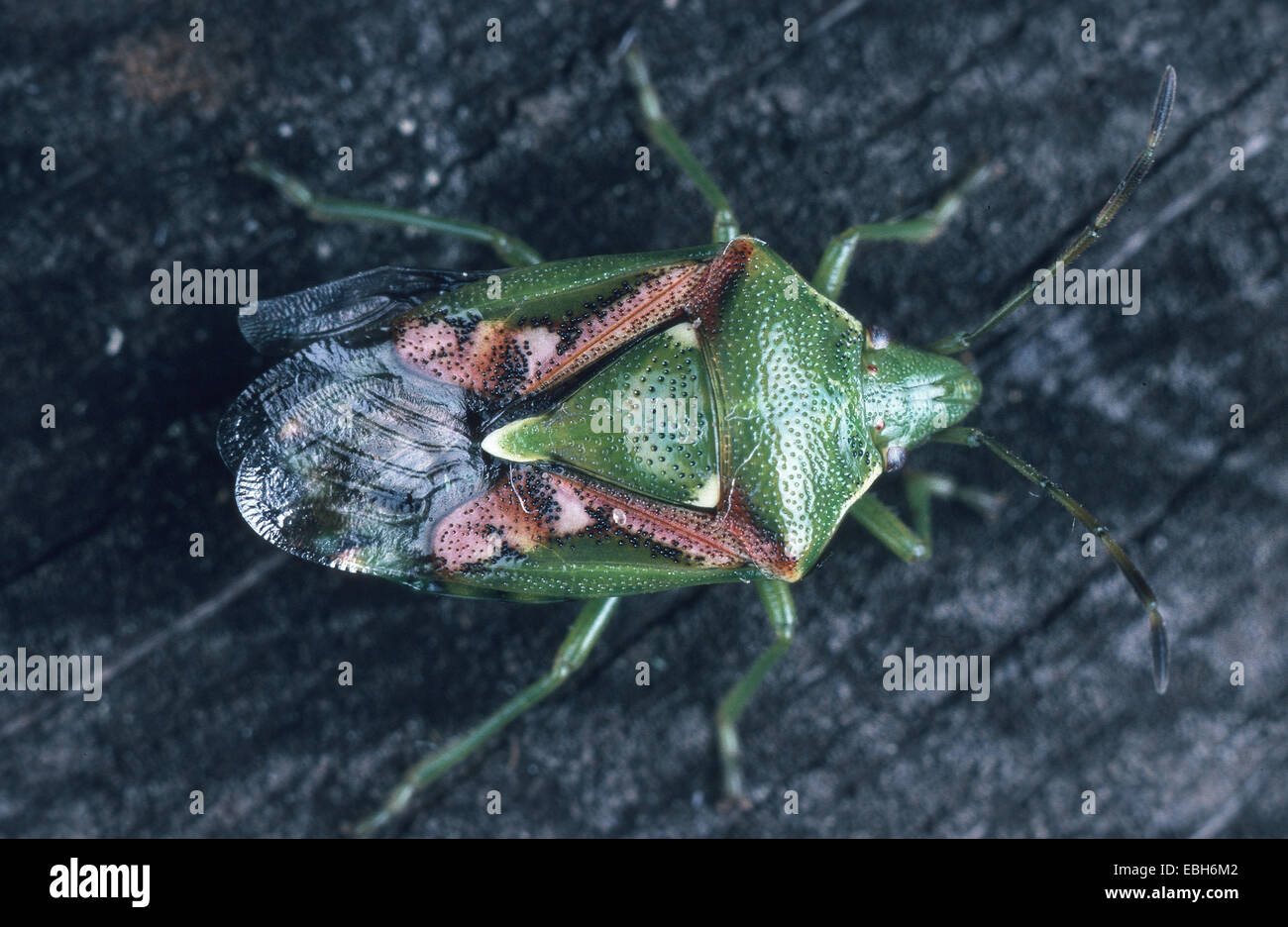 Protezione di ginepro bug (Cyphostethus tristriatus). Foto Stock